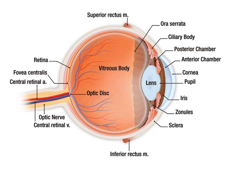 Eye Examinations - A R Baker Opticians